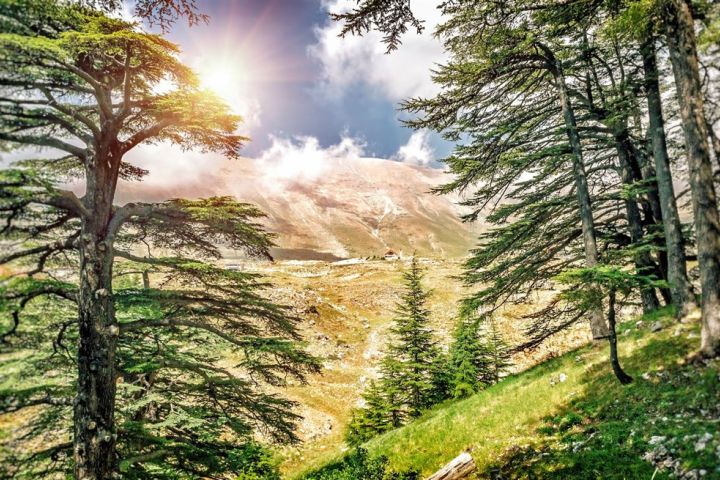 Libanon - krajina cédrových stromov -